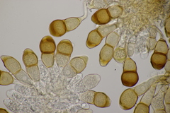 Puccinia cnici-oleracei