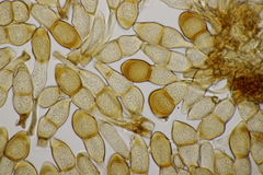 Puccinia cnici-oleracei