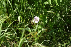 Calystegia sepium