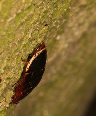 Opisthoplatia orientalis