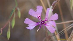 Clarkia xantiana