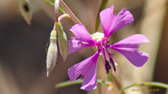 Clarkia xantiana