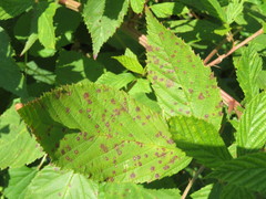 Phragmidium violaceum