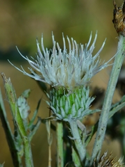 Cirsium cymosum canovirens