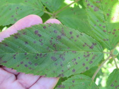 Phragmidium violaceum