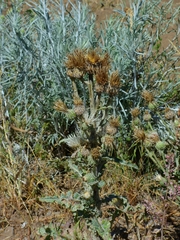 Cirsium cymosum canovirens