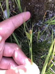 Carex pallescens