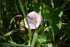 Calystegia sepium