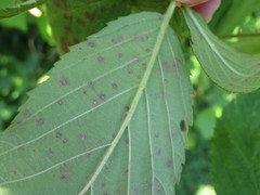Phragmidium violaceum