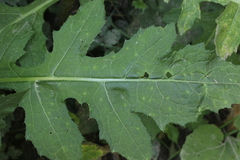 Puccinia laschii