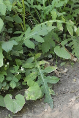 Puccinia laschii