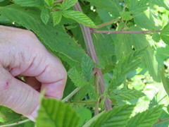 Phragmidium violaceum