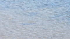 Triakis semifasciata
