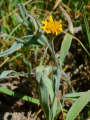 Arnica chamissonis