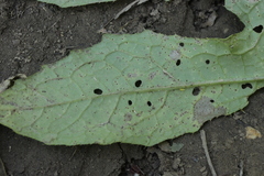 Puccinia laschii