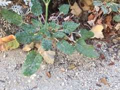 Eriogonum grande