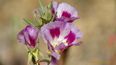 Clarkia speciosa polyantha