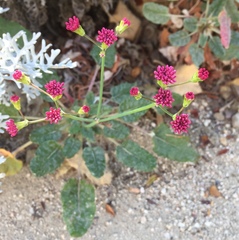 Eriogonum grande