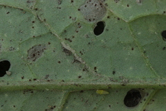 Puccinia laschii