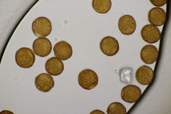 Puccinia laschii