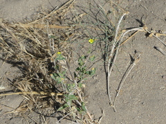 Mentzelia montana