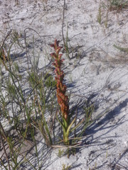 Disa