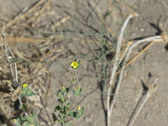 Mentzelia montana