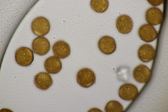 Puccinia laschii