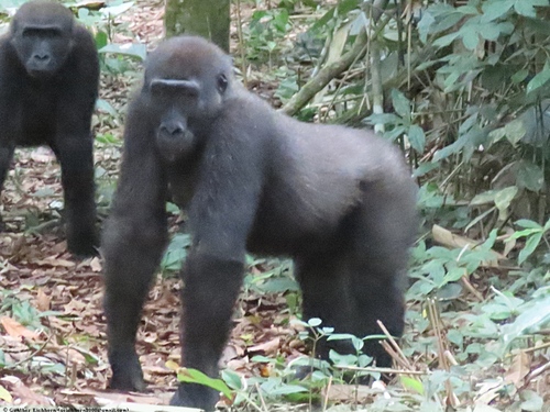 Western Gorilla, photo 6 of 9