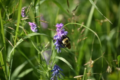 Bombus impatiens