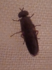 Scenopinus fenestralis