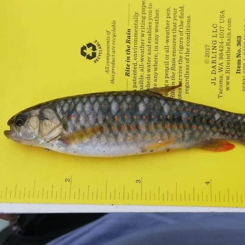 Twospot lebiasina (Lebiasina bimaculata) — Lebiasinidae — 4
