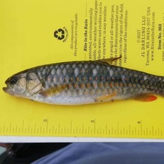 Lebiasina bimaculata