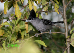 Batara cinerea