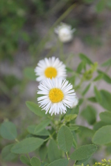 Erigeron bellidiastrum
