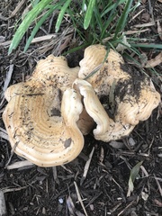 Lactarius yazooensis