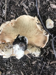 Lactarius yazooensis