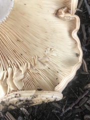 Lactarius yazooensis