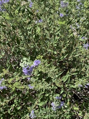 Lamiaceae