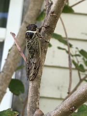 Diceroprocta marevagans