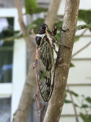 Diceroprocta marevagans