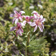Lilium washingtonianum