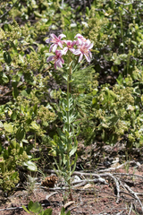 Lilium washingtonianum