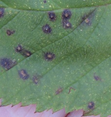 Phragmidium violaceum