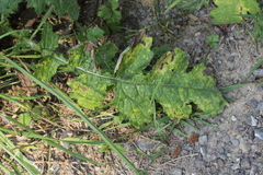 Puccinia calcitrapae