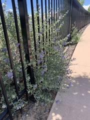 Lamiaceae