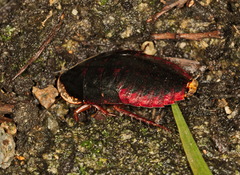 Opisthoplatia orientalis