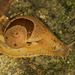 Arboreal Snail - Photo (c) portioid, some rights reserved (CC BY-SA), uploaded by portioid