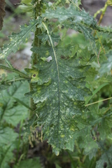 Puccinia calcitrapae