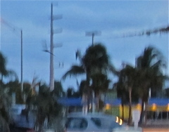 Chordeiles gundlachii